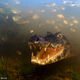 Illustration for article titled The Years Most Thrilling (and Heartbreaking) Wildlife Photos